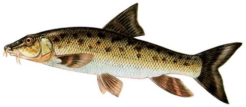 Barbeau m�ridional